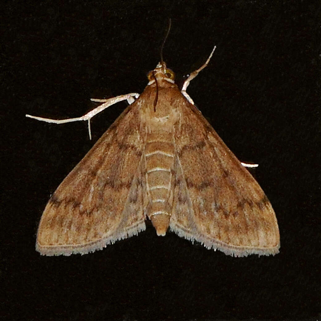 Image of Dusky Herpetogramma