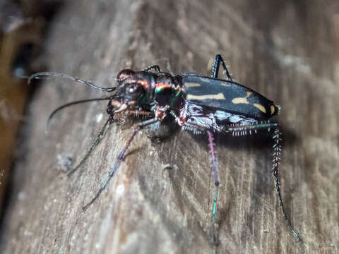 Image of Lophyra (Spilodia) striolata (Illiger 1800)