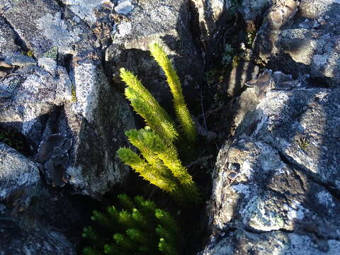 Image of fir clubmoss