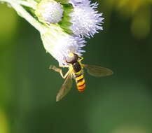 Image of Sphaerophoria macrogaster (Thomson 1869)