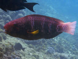 Image of Black crescent parrotfish