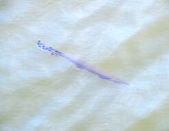 Image of Shortnose Gar