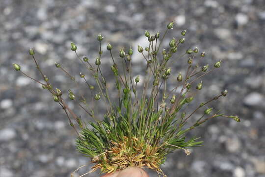 Image of elegant stitchwort