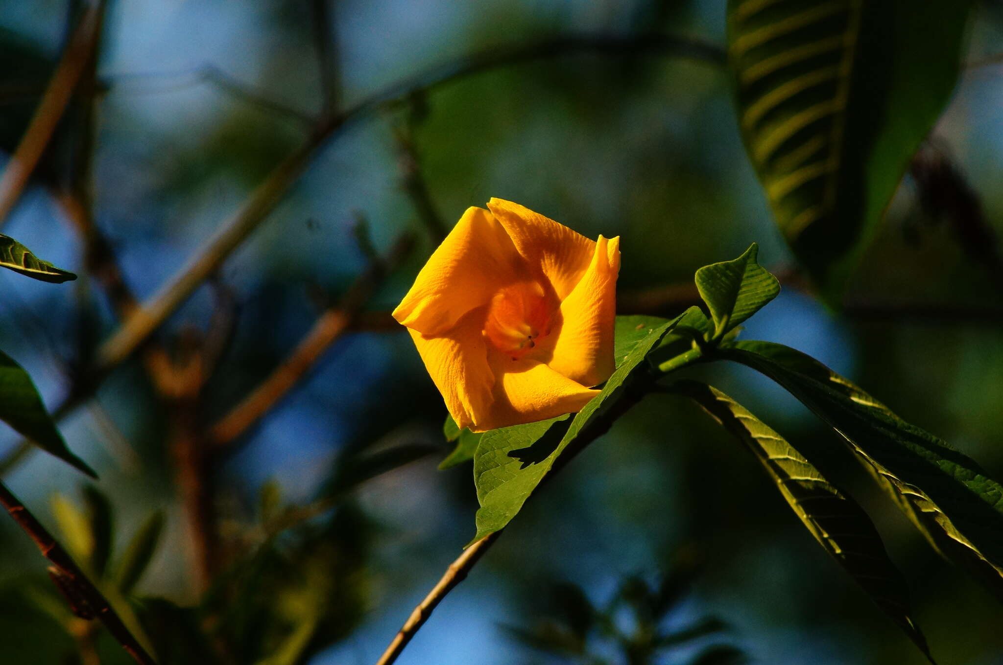 Sivun Tabernaemontana glabra (Benth.) A. O. Simões & M. E. Endress kuva