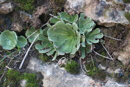 Image of Rosularia sempervivum (Bieb.) Berger