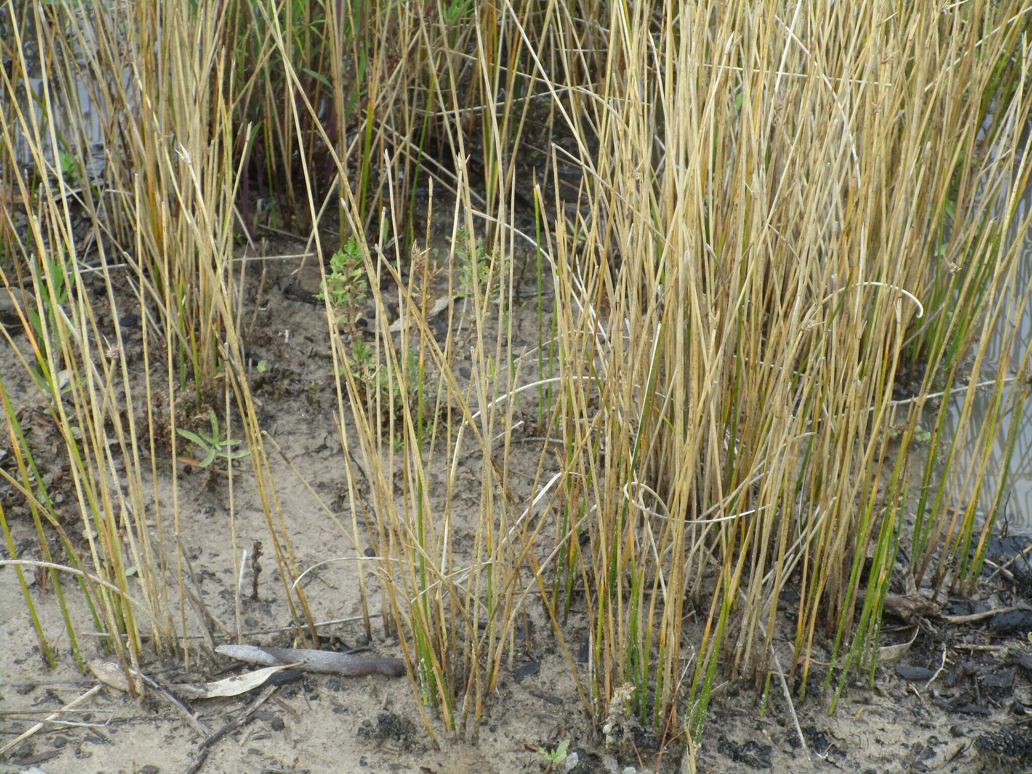 Imagem de Cyperus gymnocaulos Steud.