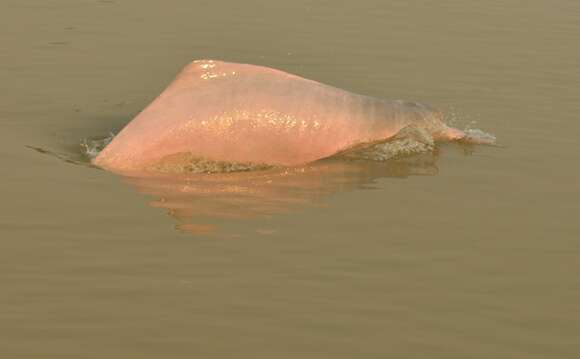 Image of river dolphins