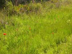 Image of fewflower milkweed