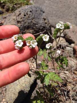 Image of Lyon's phacelia