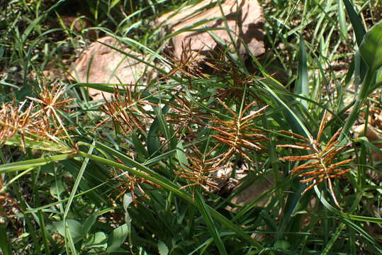 Imagem de Cyperus fulgens C. B. Clarke