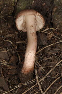 Image of Inosperma vinaceobrunneum