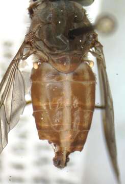 Image de Tabanus occidentalis Linnaeus 1758