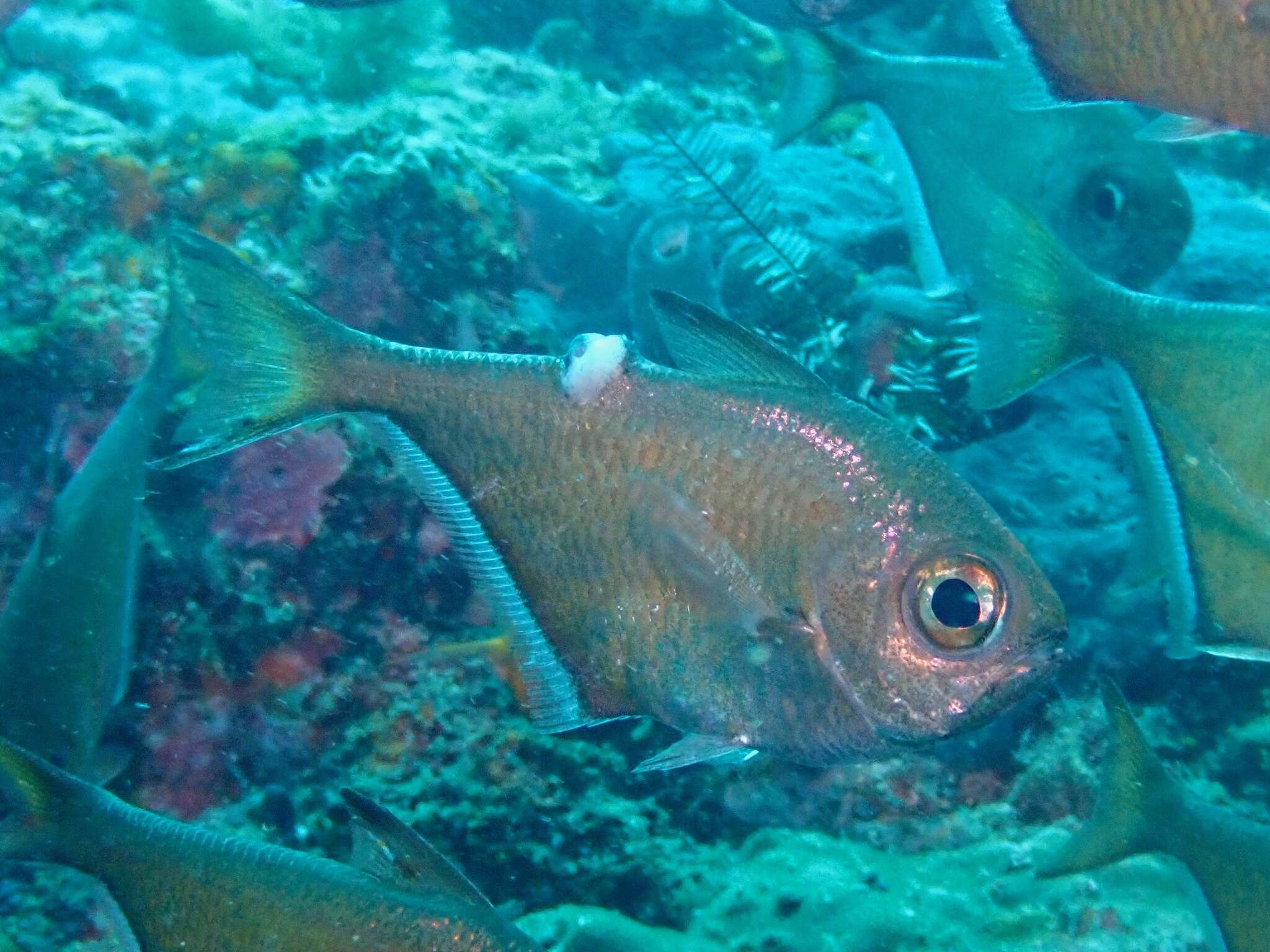 Imagem de Pempheris adusta Bleeker 1877