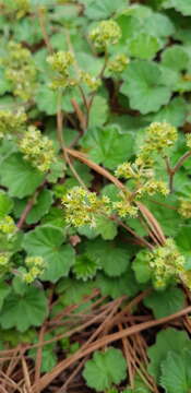 صورة Lachemilla pectinata (Kunth) Rothm.