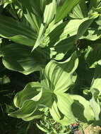 Image of California false hellebore