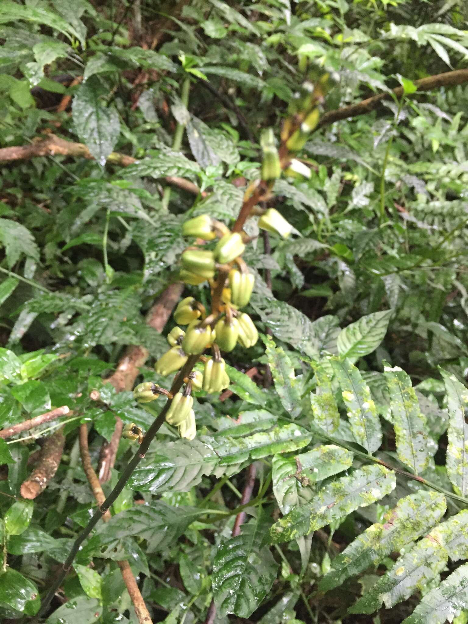 Image of Gastrodia flavilabella S. S. Ying