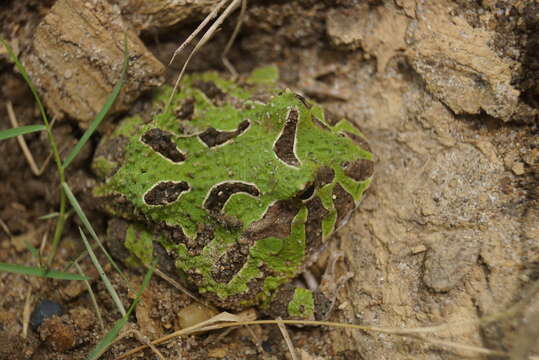 Image of Venezuelan Horned Frog