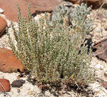 Plancia ëd Neokochia americana (S. Watson) G. L. Chu & S. C. Sand.