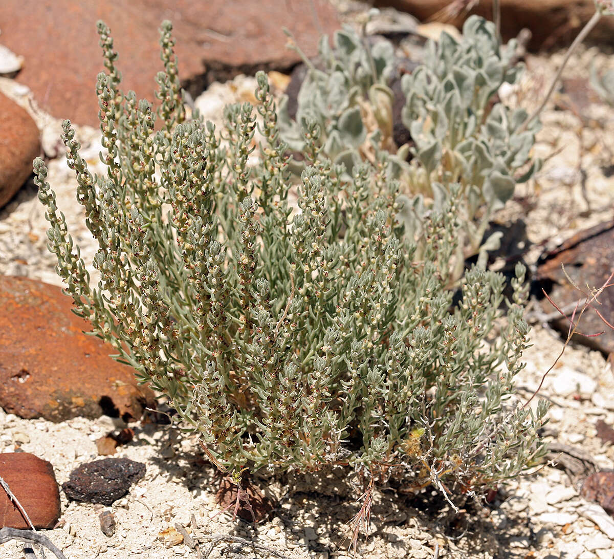 Plancia ëd Neokochia americana (S. Watson) G. L. Chu & S. C. Sand.