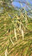 Plancia ëd Festuca californica Vasey