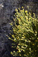 Image of three-lobed rockdaisy