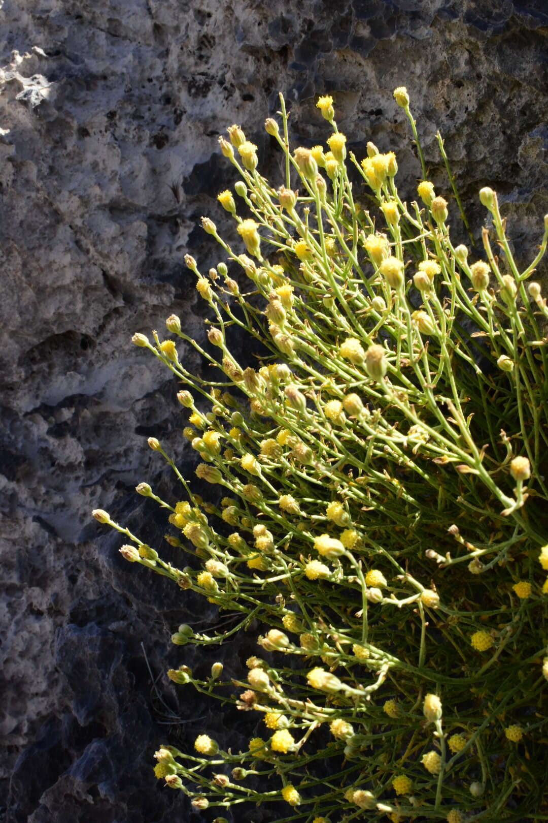 Image of three-lobed rockdaisy