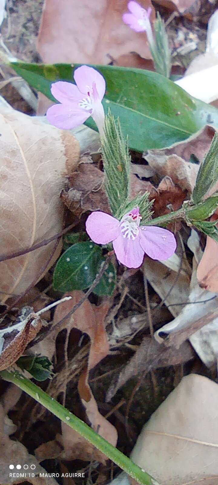 Image of Justicia ixtlania T. F. Daniel