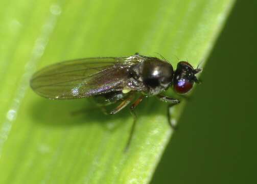 Image of Shore fly