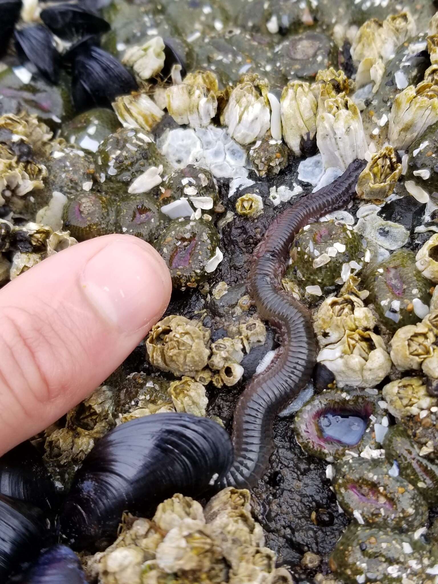 Image of Mussel worm