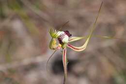 Image of Eastern Mantis Orchid