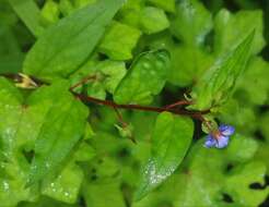 Image de Trichodesma indicum (L.) R. Br.