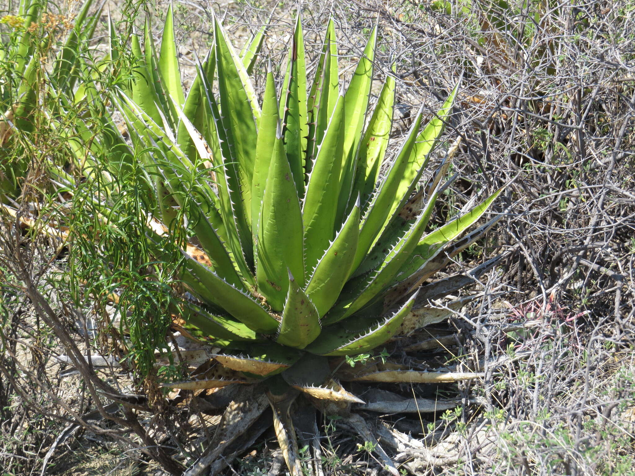 Image of Agave kerchovei Lem.