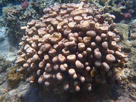 Image of cactus coral