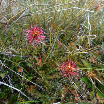 Image of Acaena microphylla Hook. fil.