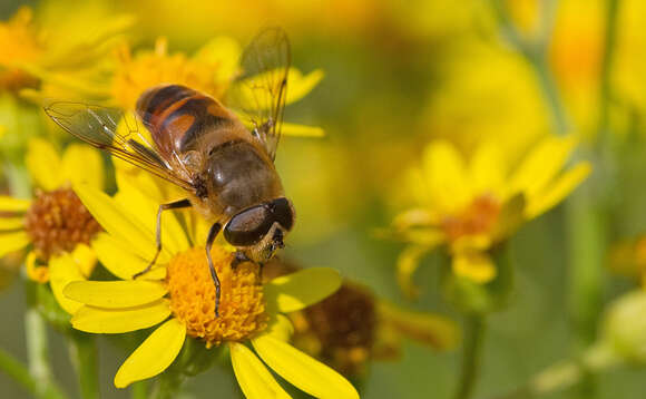 Image of drone fly