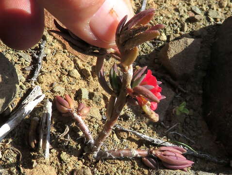 Image of Portulaca kermesina N. E. Brown