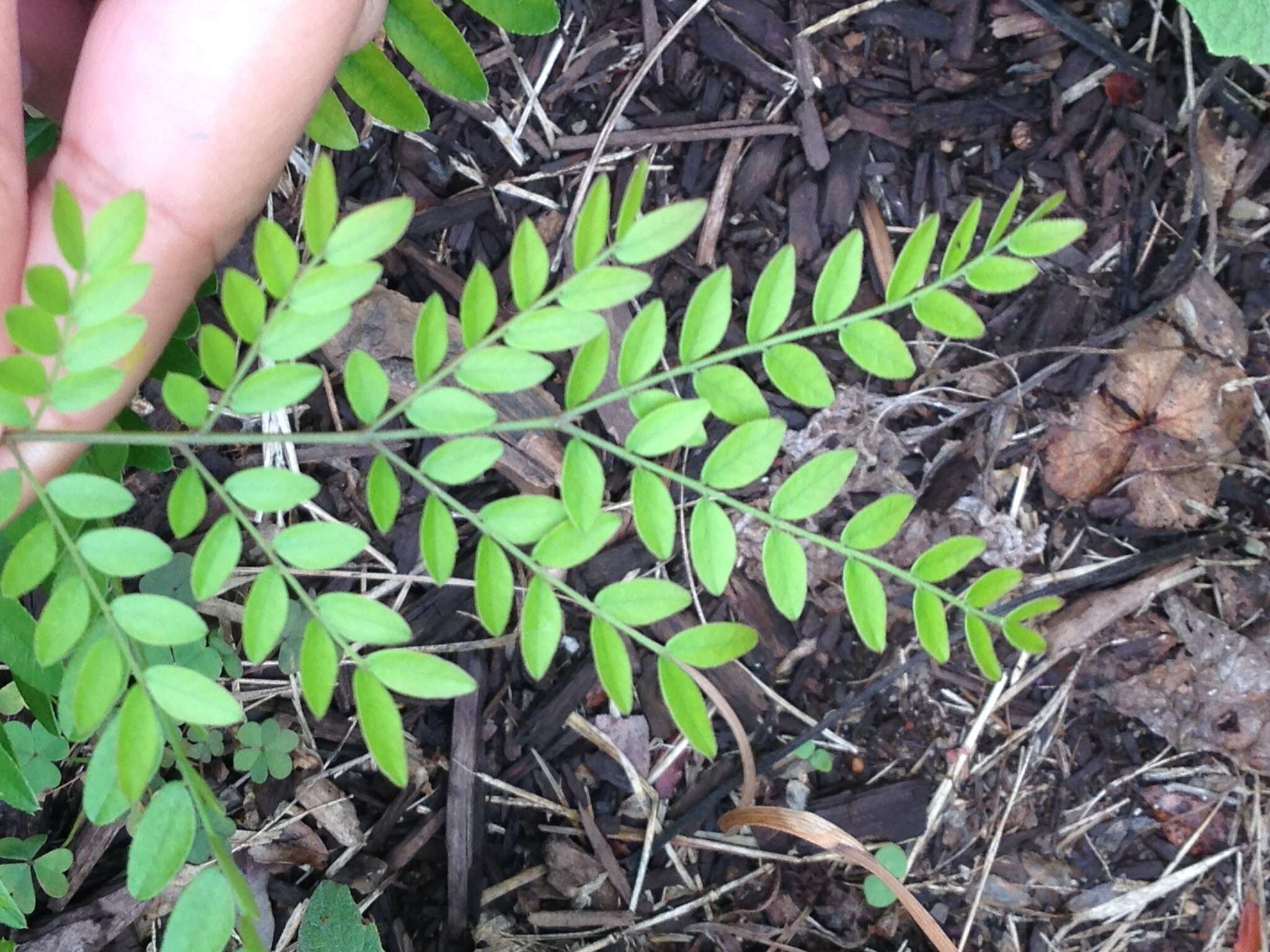 Plancia ëd Gleditsia triacanthos L.