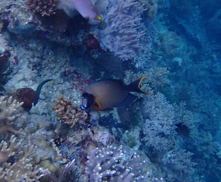 Image of Chocolate Surgeonfish