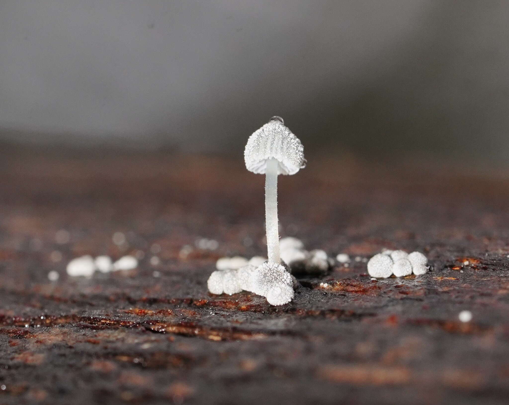 Image of Mycena piringa Grgur. 1997