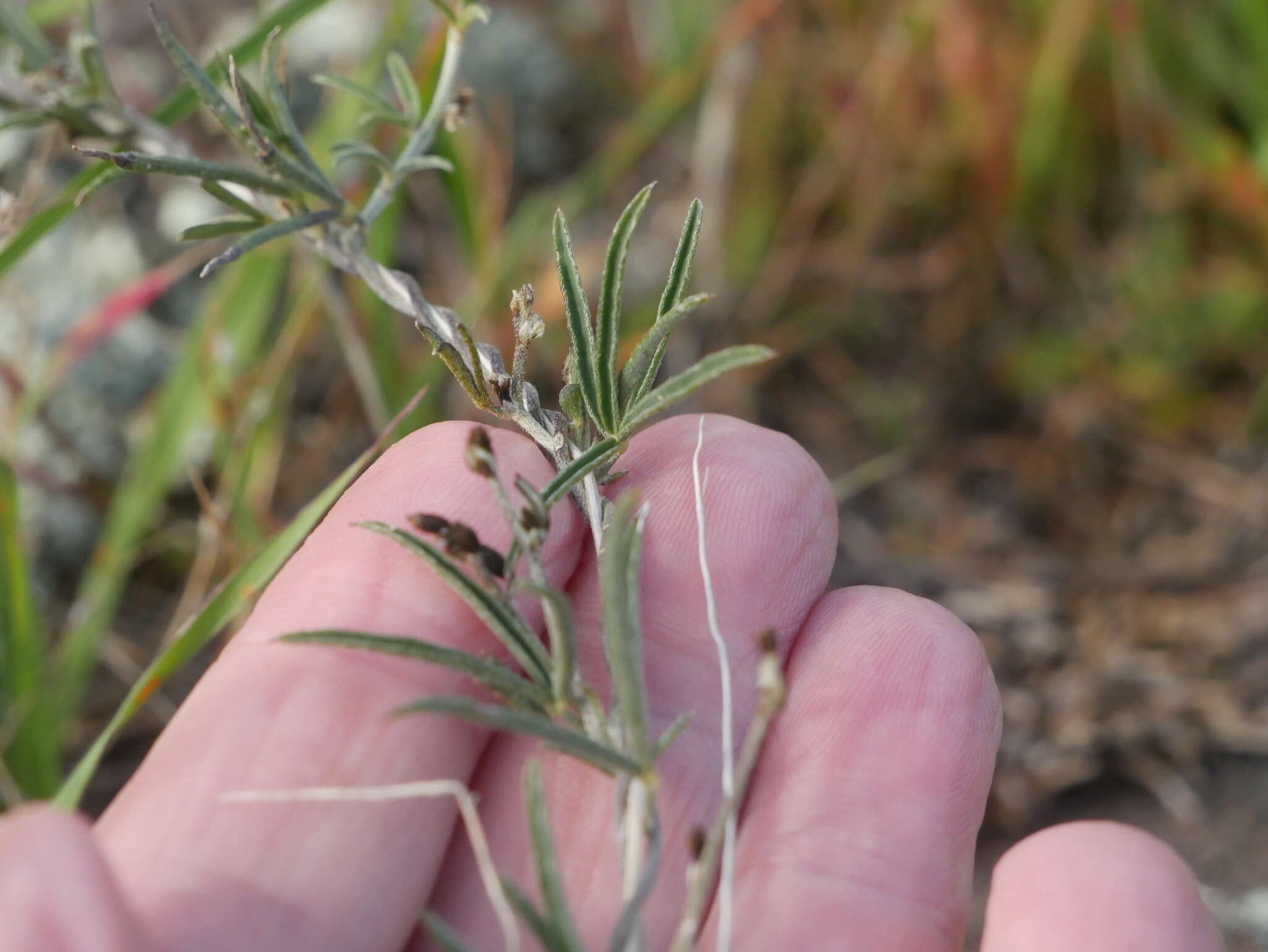 Image of <i>Glycine rubiginosa</i>