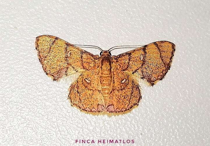 Image of Hemipterodes divaricata Warren 1897