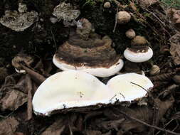 Image of Fomitopsis ochracea Ryvarden & Stokland 2008