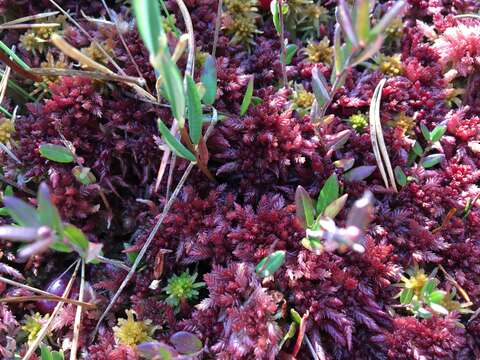 Imagem de <i>Sphagnum medium</i>