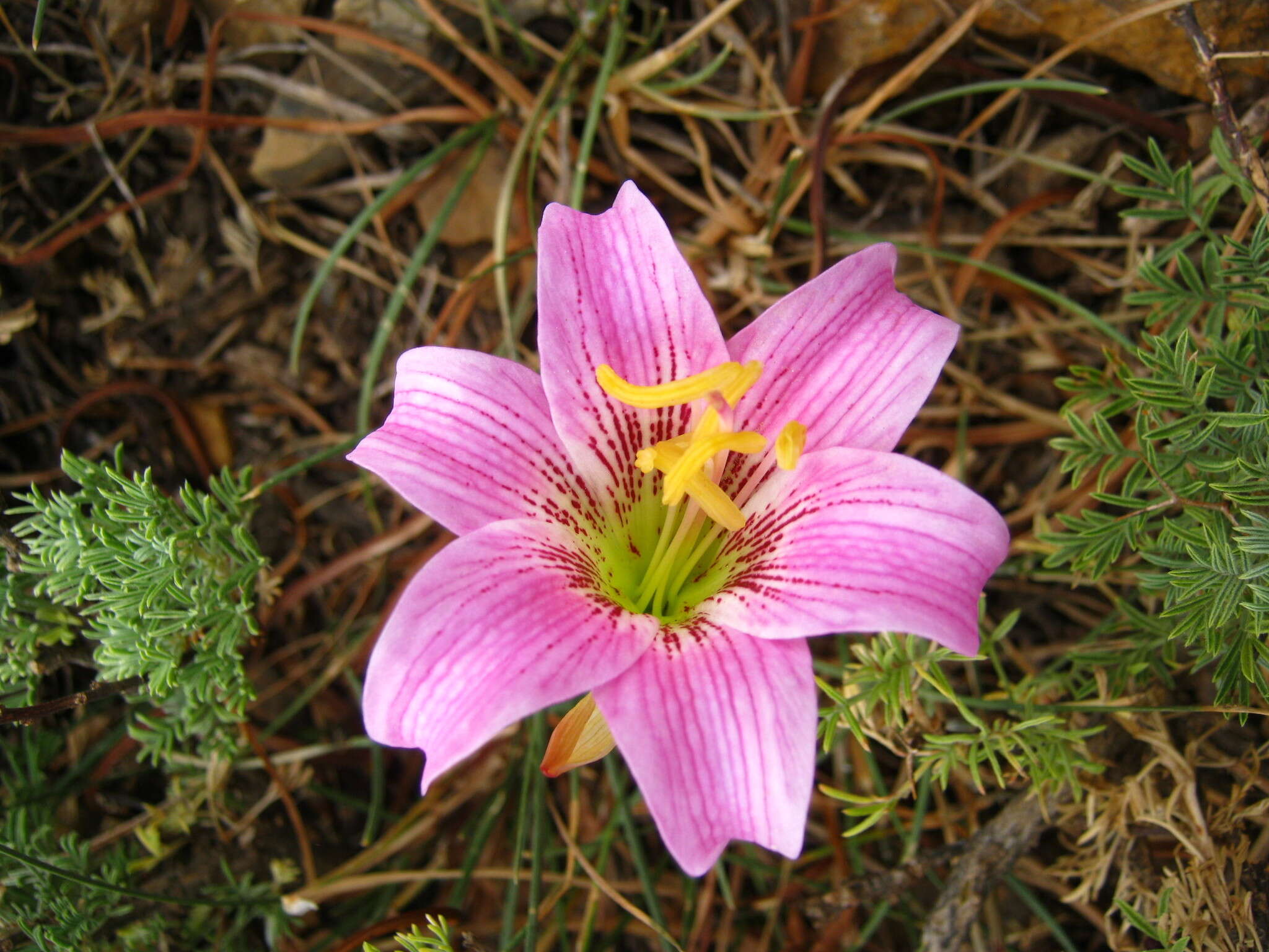 Image of Rhodophiala rhodolirion (Baker) Traub