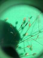 Image of Sandbar Love Grass