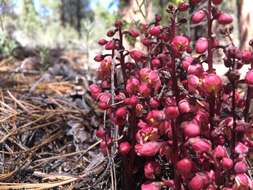 Image of whiteveined wintergreen