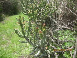 Image de Cylindropuntia kleiniae (DC.) F. M. Knuth