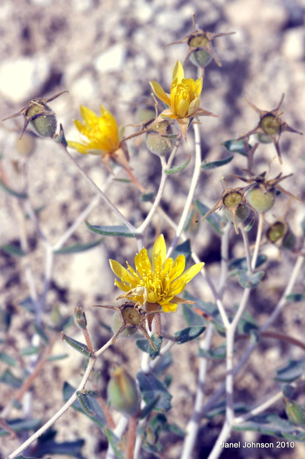 Image of Tiehm's blazing star