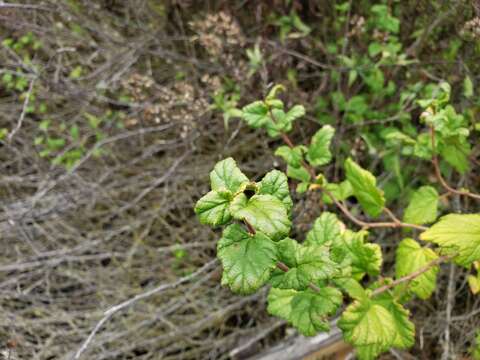 Image of Ribes punctatum Ruiz & Pav.