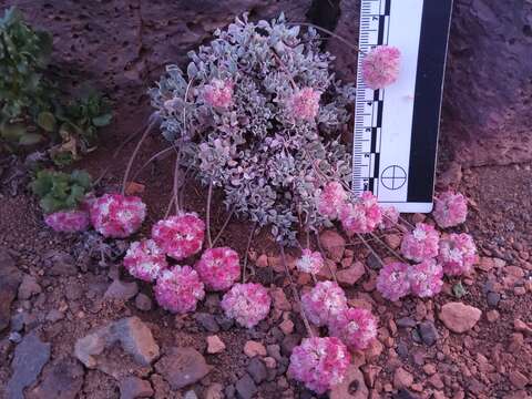 Image of Steens Mountain cushion buckwheat